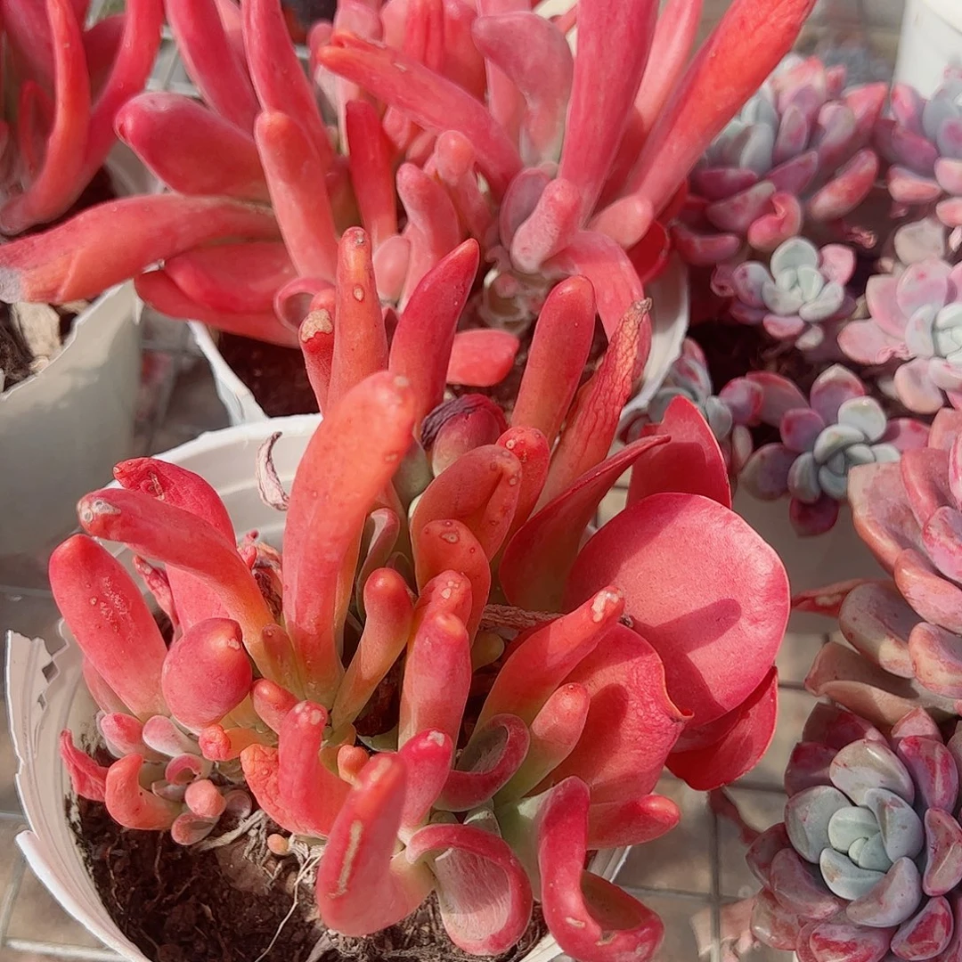 火狐狸多头群生老桩特价
