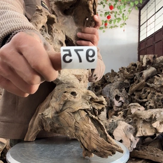 星**者紫砂噜啦啦啦啦啦啦