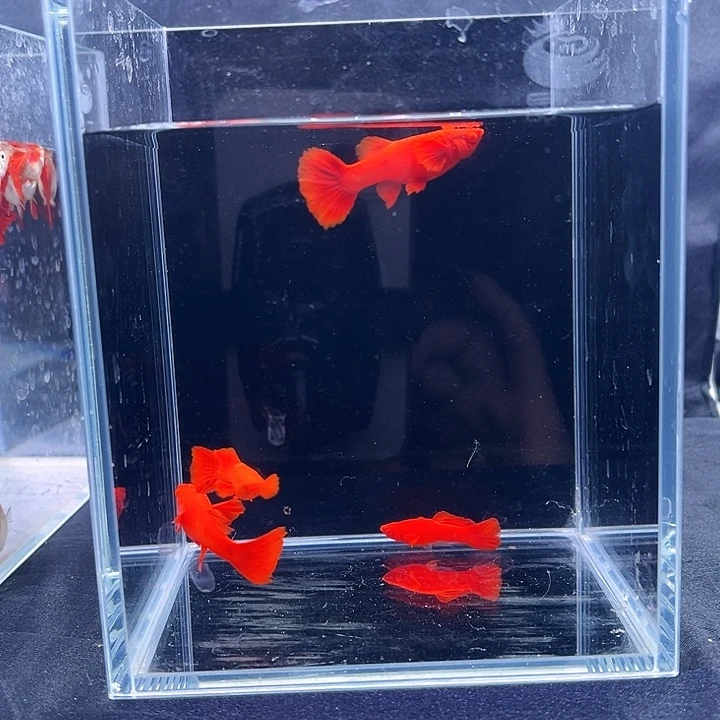 孔雀鱼火琪麟高端精品孔雀鱼