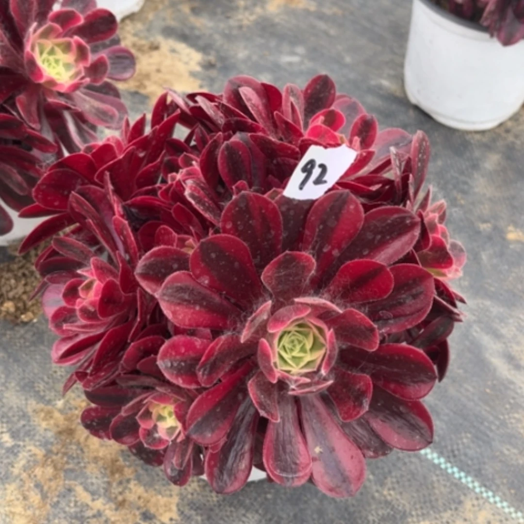 【闪购商品】92美杜莎多肉法师