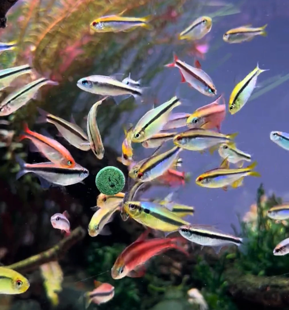 欣荣水族南美热带鱼活动清理库存观赏鱼群游灯科鱼