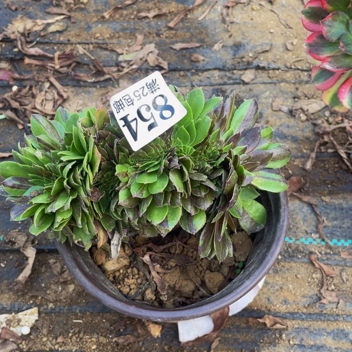 花月夜缀多肉植物854