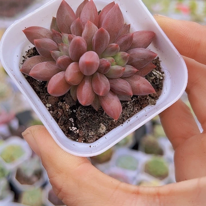 红里子带盆19包邮