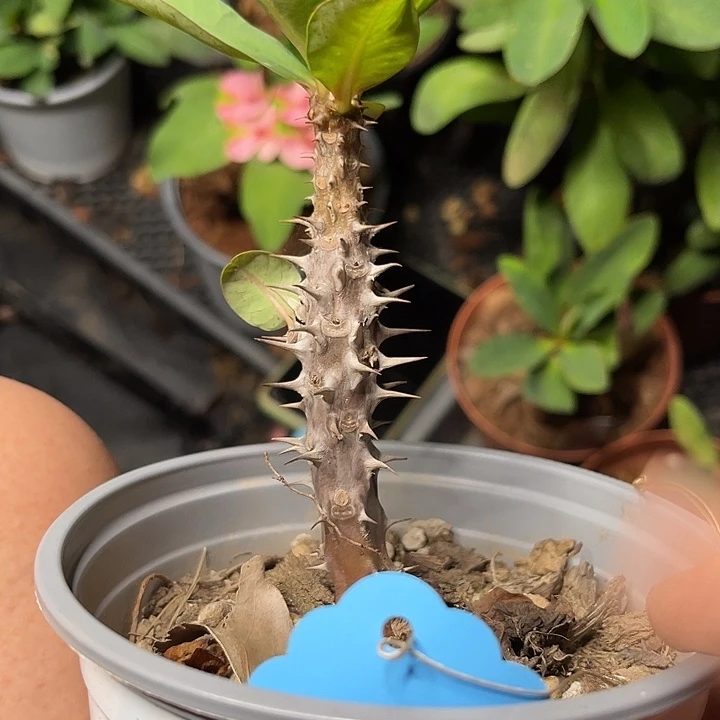 虎刺梅带根，不确定7号