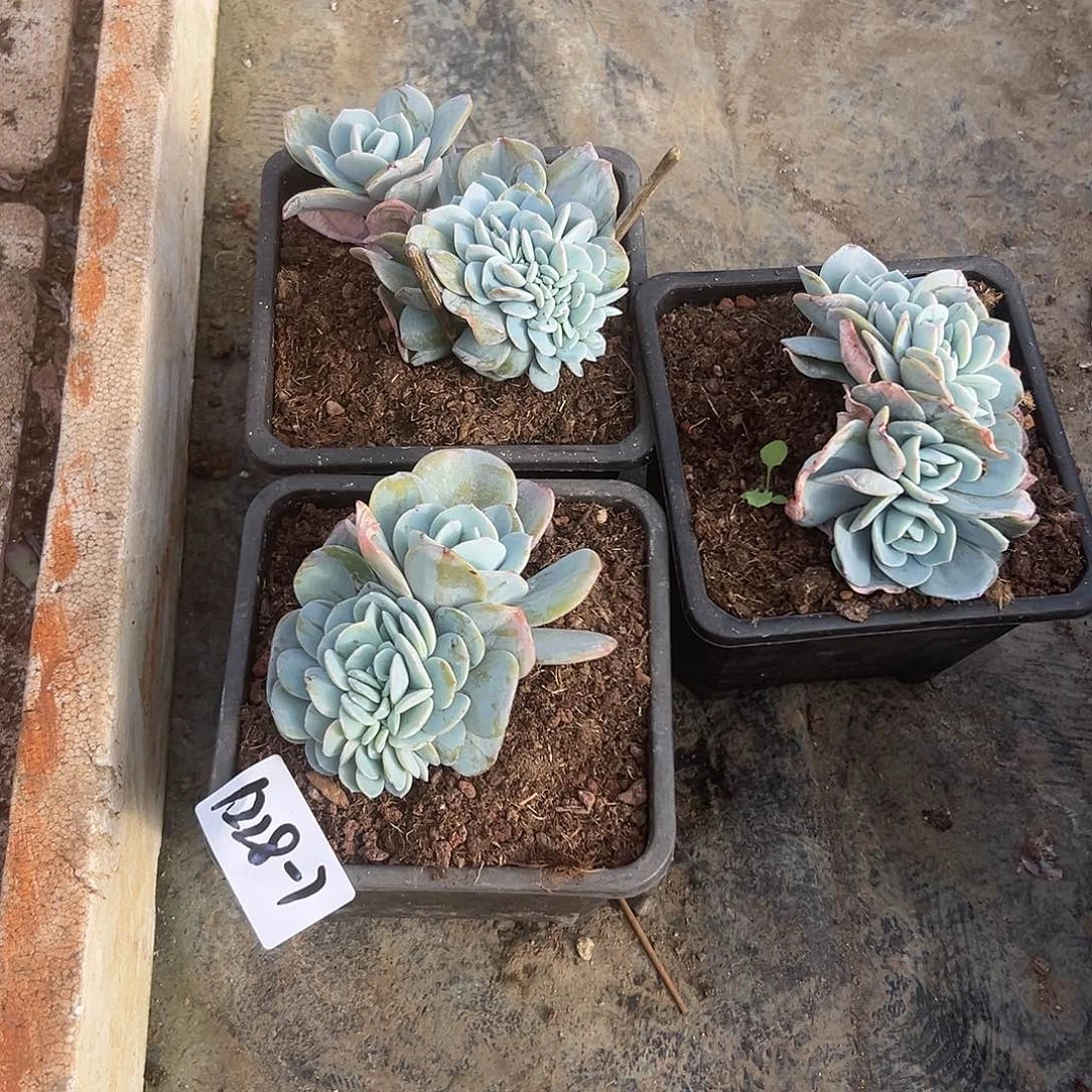 莓***汽1228-7奶茶缀化多肉组合3颗