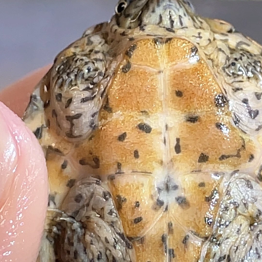 宠物龟不分公母A15全品满纹黑刀