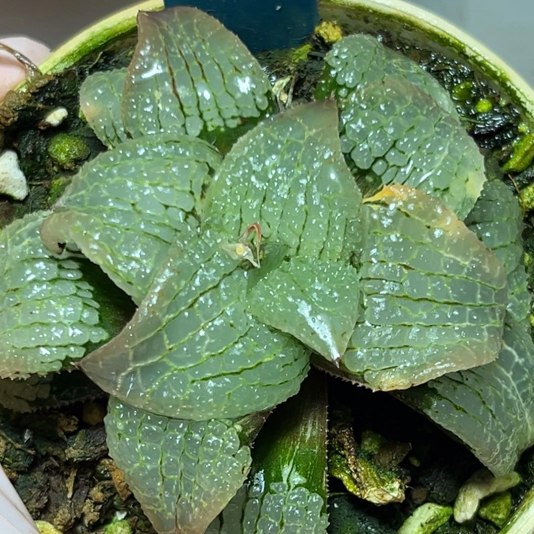 恭喜发财大吉大利0075