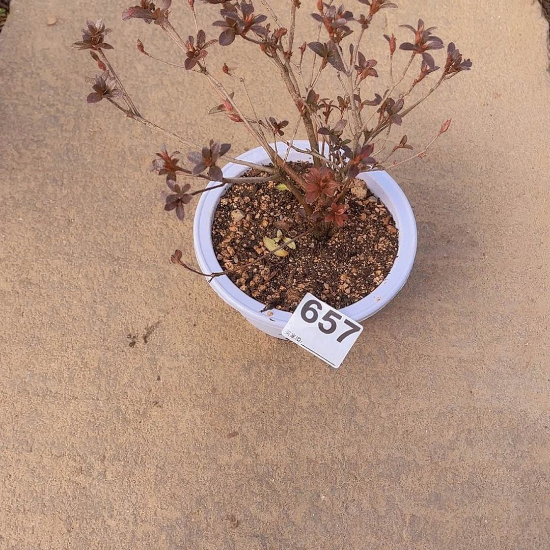 红陶直播时间一直一个