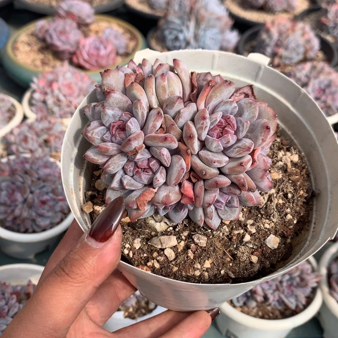 哈哈哈哈哈哈哈30