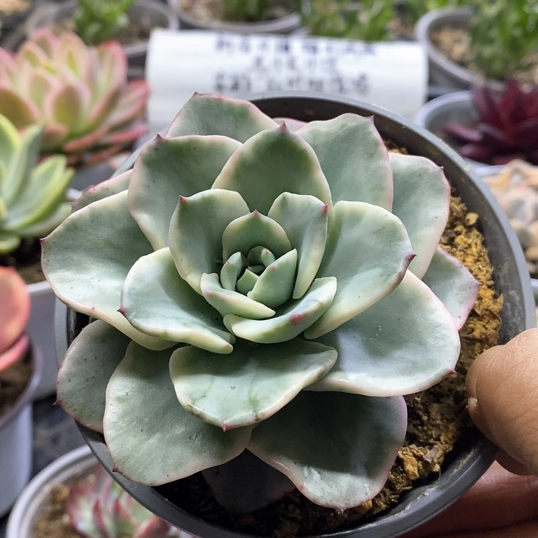 1654奶油黄桃腹轮锦多肉