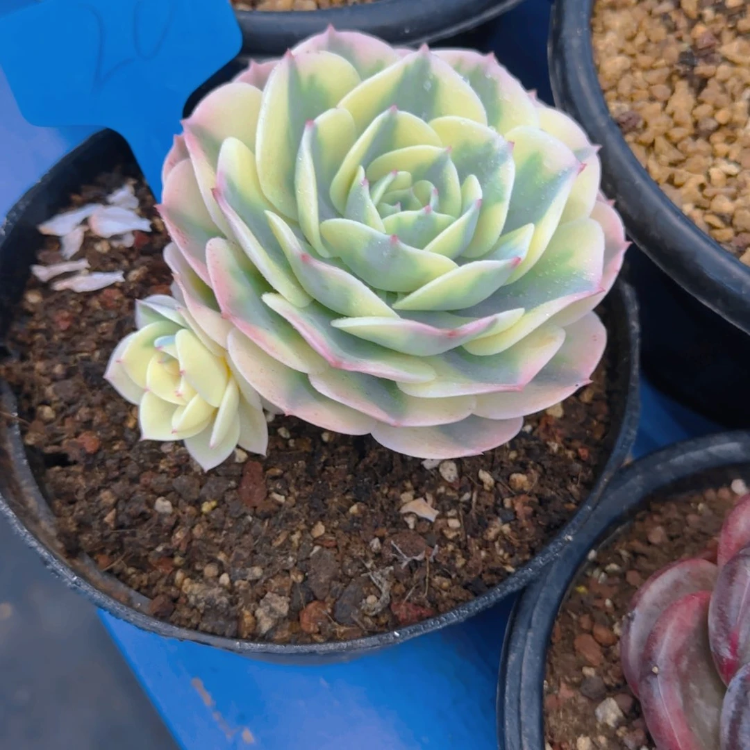 T***y20多肉植物一物一拍