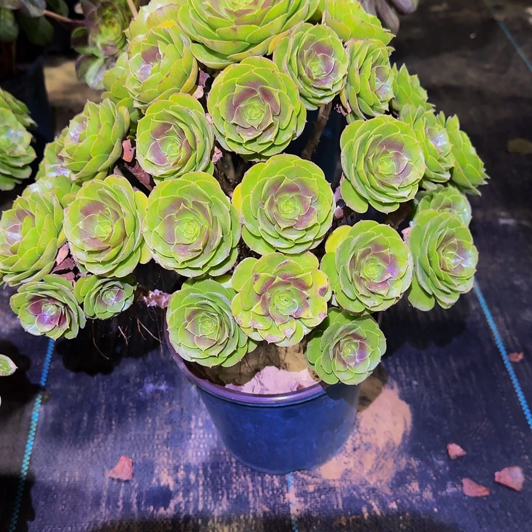 老庄红心万圣节法师50.8