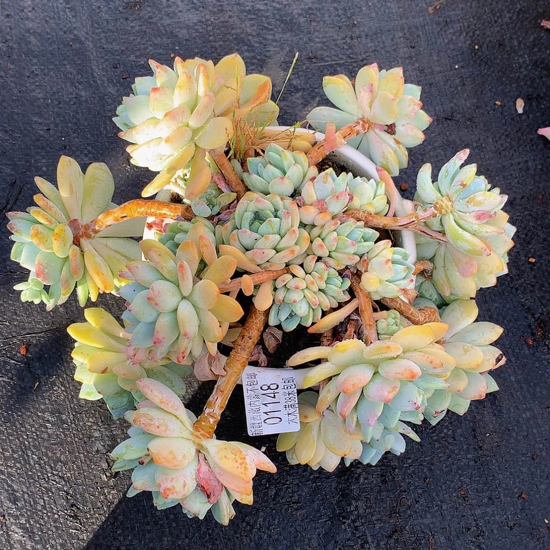 @****呀   冷香01148