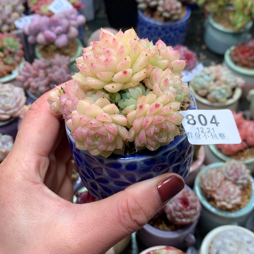 精控拇指盆12.21804