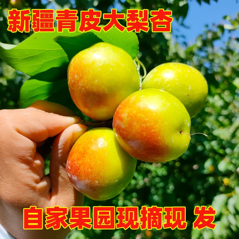 新疆青皮大梨杏  青杏子 甜杏酸甜口感(自家果园)