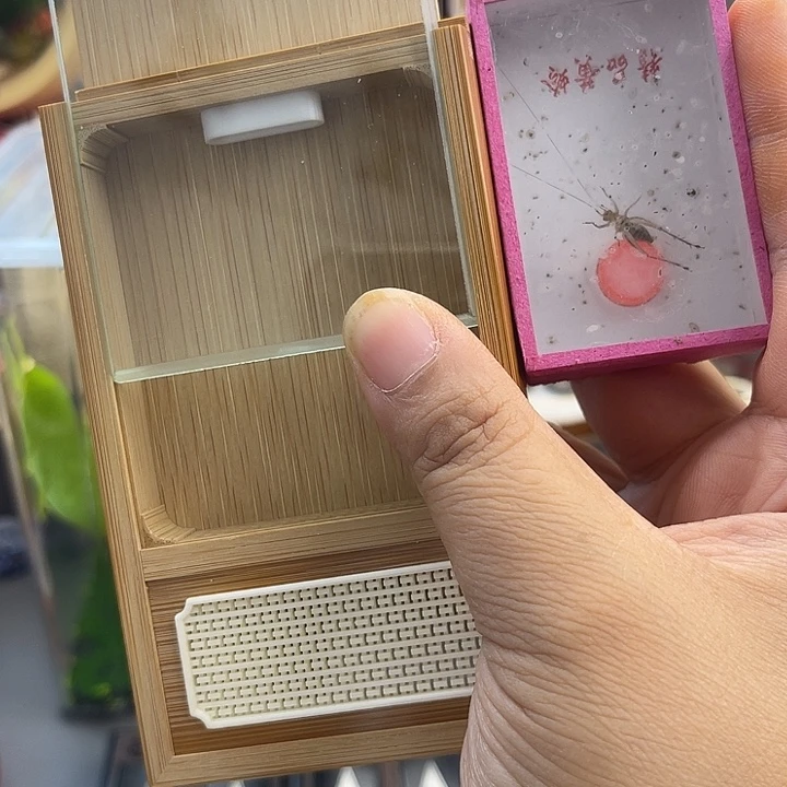 王黄龄盒➕虫啊啊啊啊
