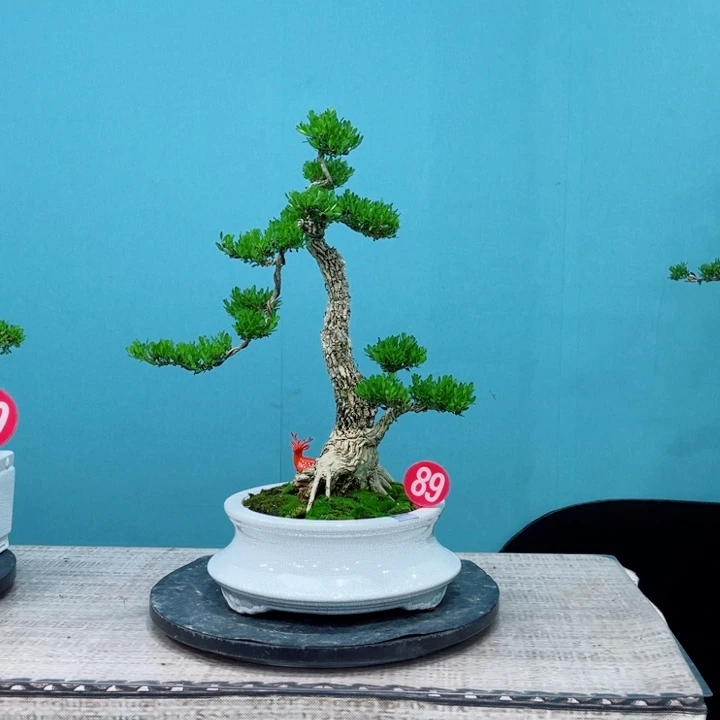 无花朵精品黄杨老桩