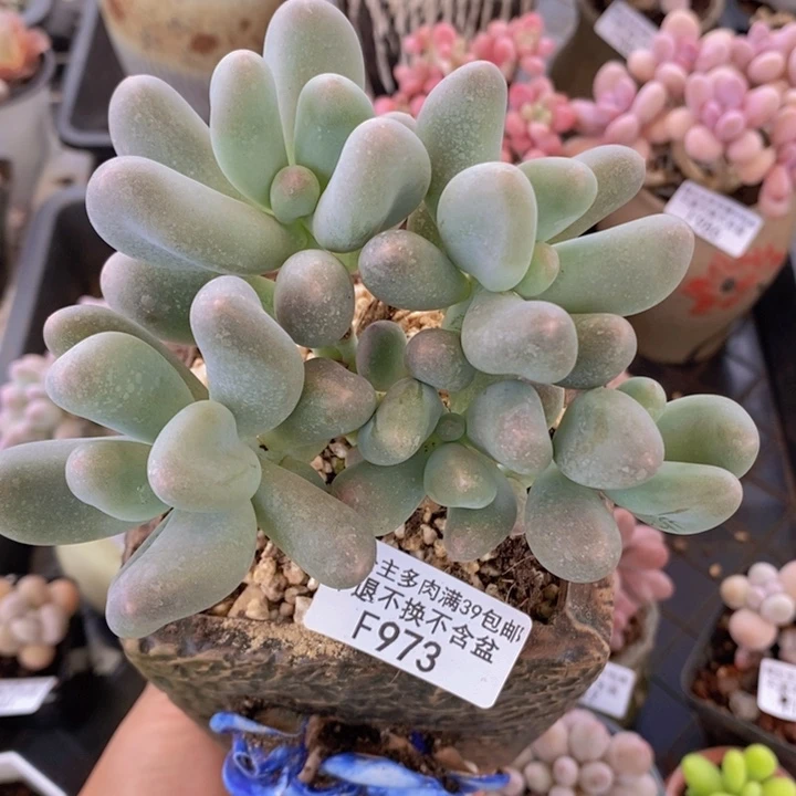 米可11cm973多肉植物