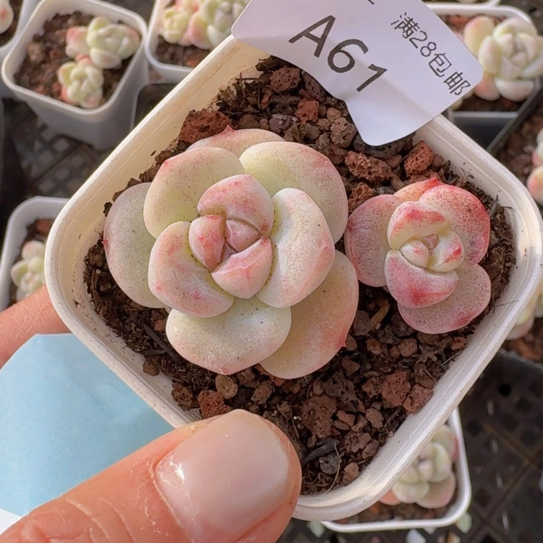 石化冰玉一颗带盆发货