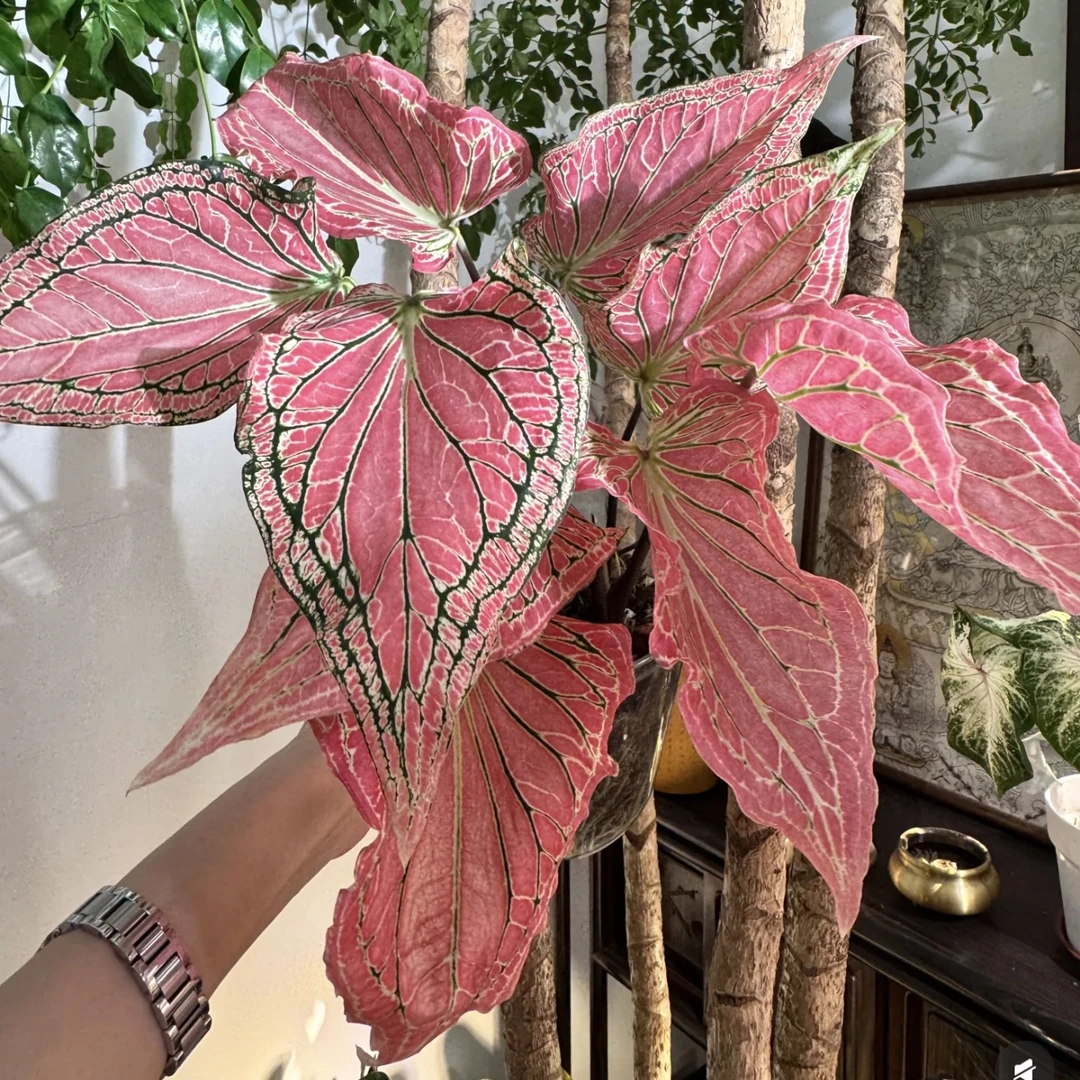 粉色和声内叶芋网红竹芋白色恋人草莓之叶甜心彩心芋阳台耐晒植物
