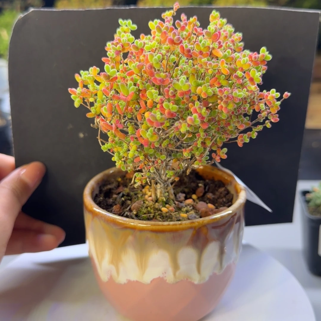 蜜橘糖枝干番杏170