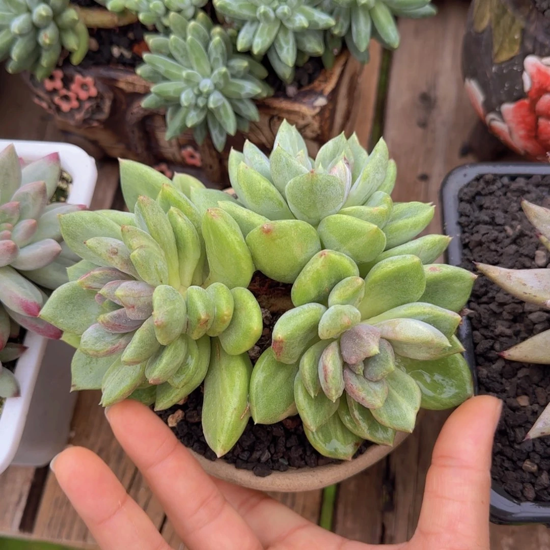 天***心多肉植物多肉植物