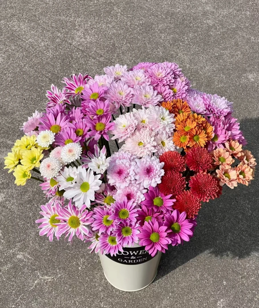 【混色小雏菊1扎】任意拍两单升级顺丰冷链/德邦空运