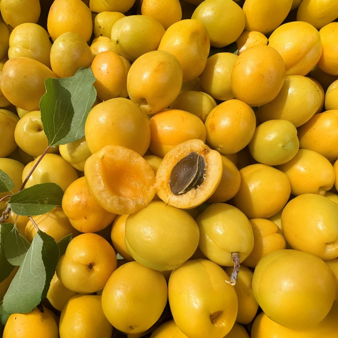 【顺丰/京东】山东沂蒙山珍珠小油杏 新鲜采摘 应季水果