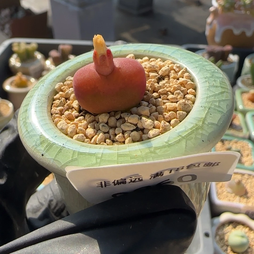8860--一物一 拍 带盆 水蜜桃1430.5