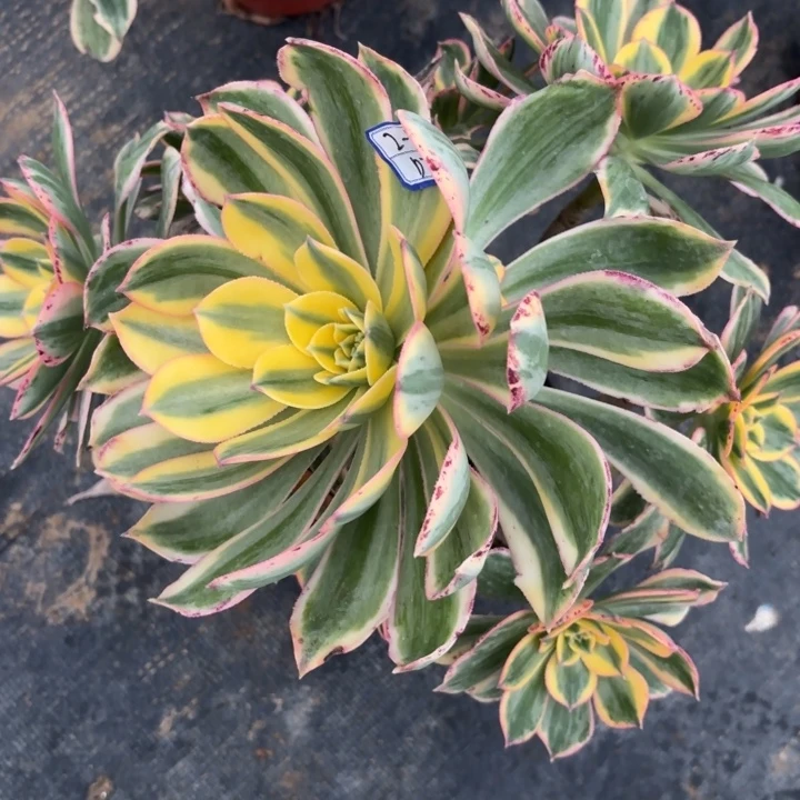 盼*灿烂多肉断枝不包22