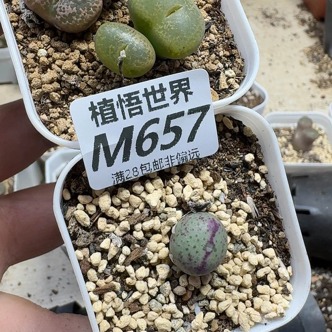 多肉植物我的润泽fvn