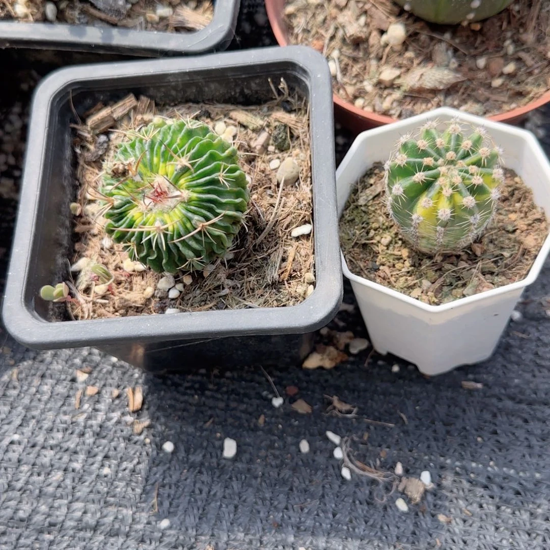 无花朵多棱玉单头+世界图小头组合特价