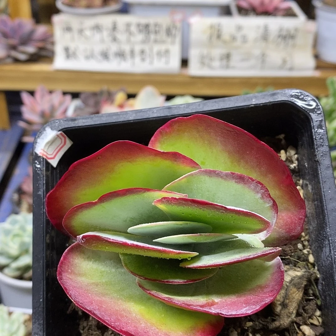 31232 唐印锦多肉