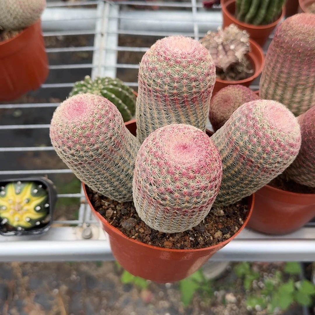 大群生红太阳多肉植物