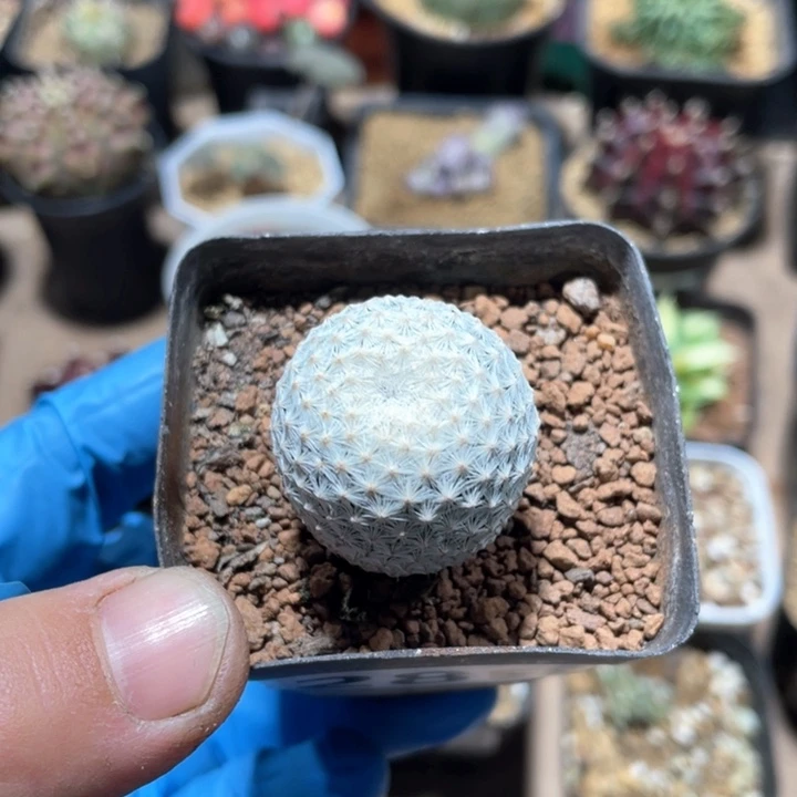 289实生白鸟仙人球