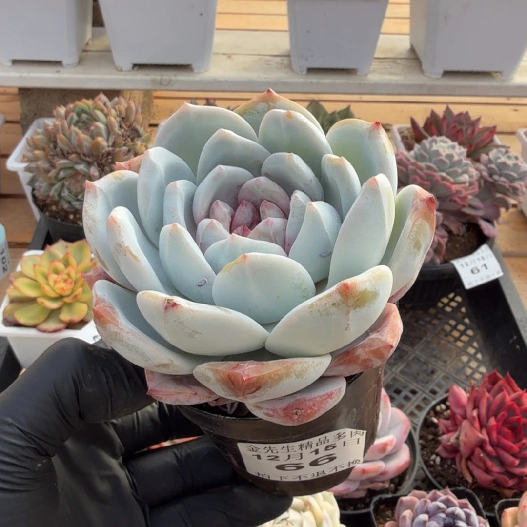 1215-66溏心雪天使单头