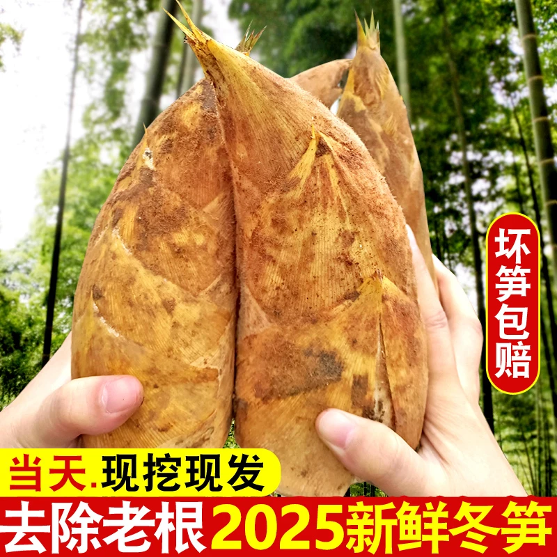 农家冬笋新鲜现挖现发毛竹笋鲜嫩新鲜竹笋楠竹笋尖四川黄泥大冬笋