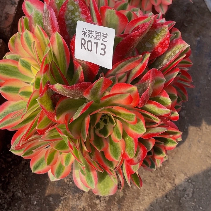 衣*家013多肉植物的生长