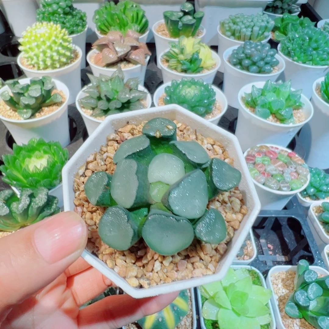 空门万象多肉88899