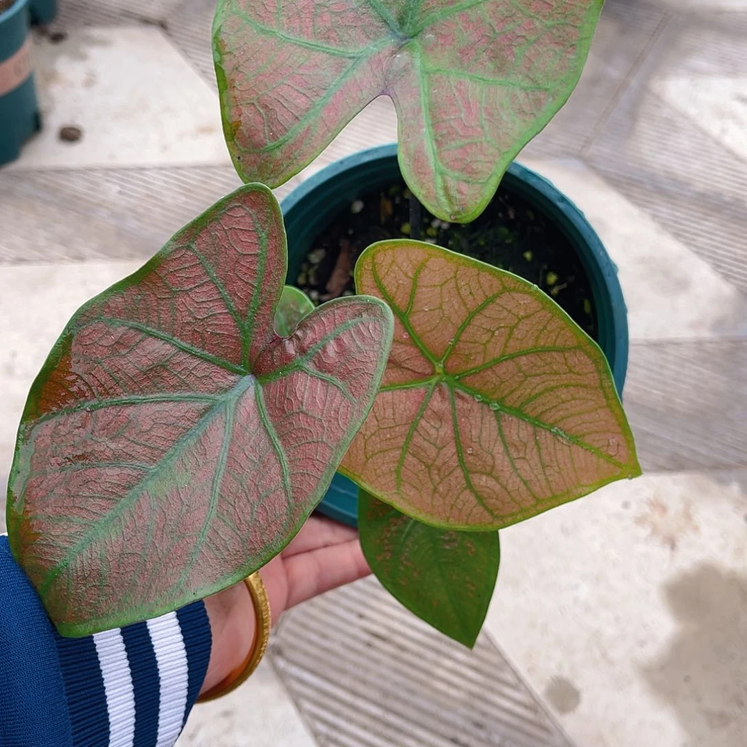 完全开放泰彩一物一拍2381