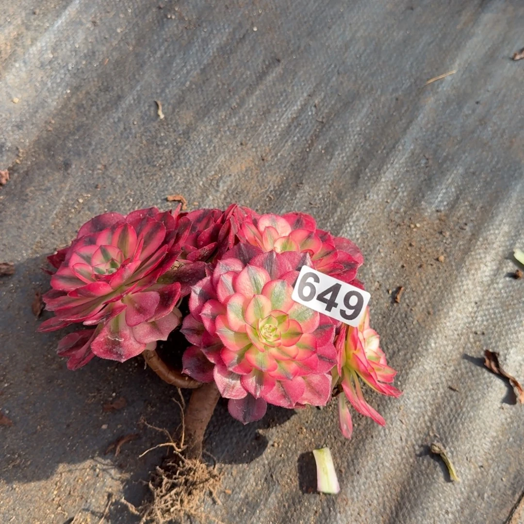 649多肉植物倾城有断枝特价