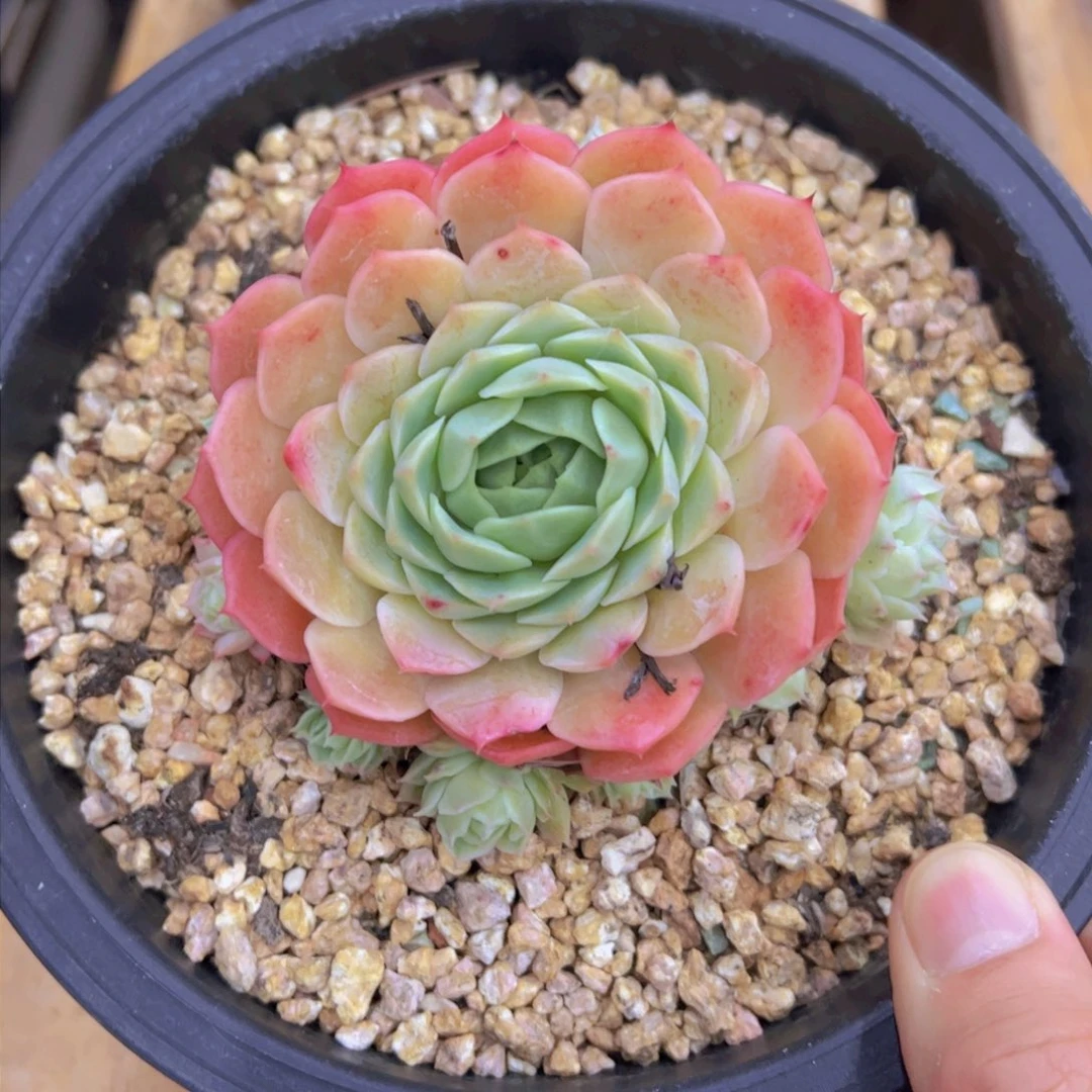 付景天系列，多肉植物