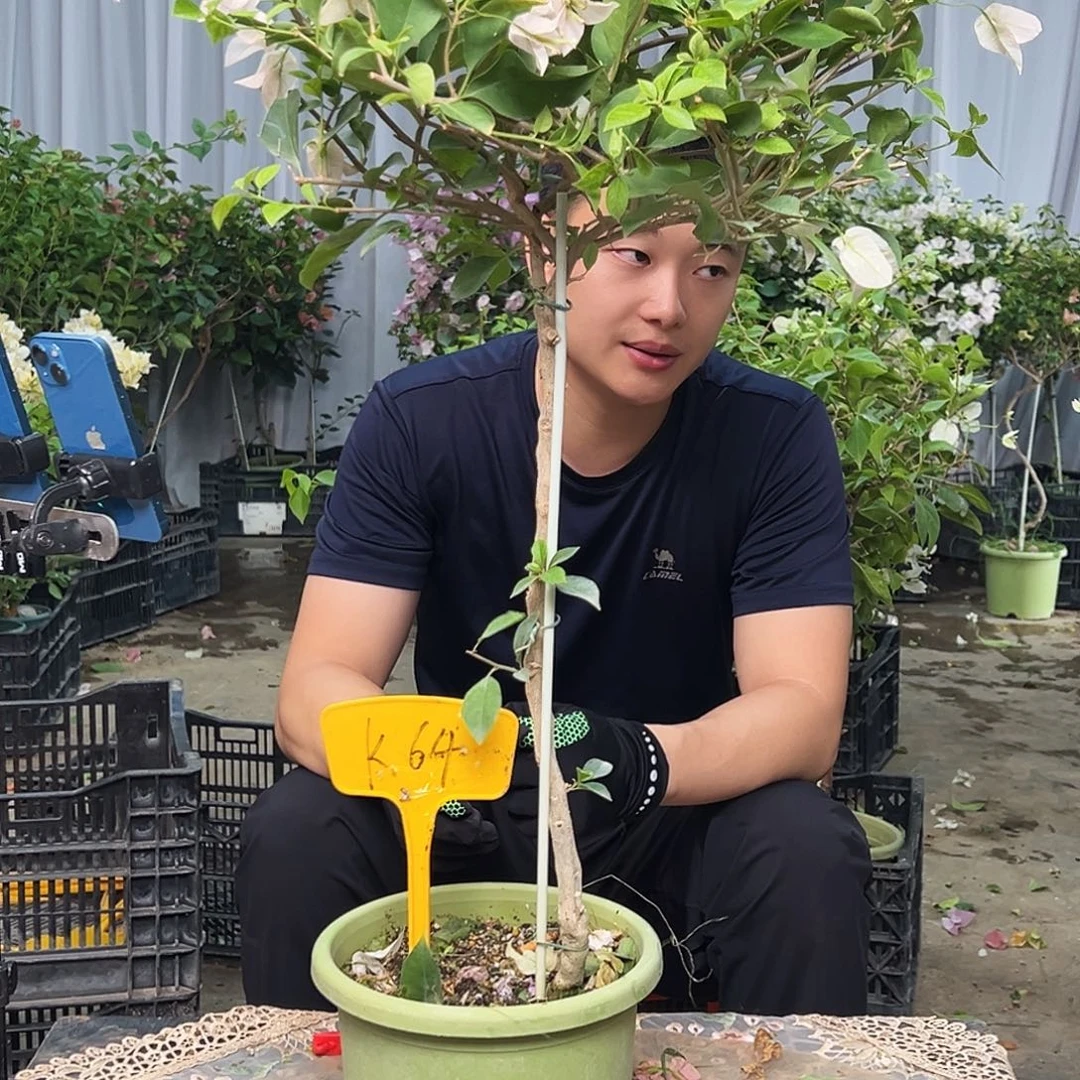 L***a大部分花苞少量开放L64婆罗洲樱花