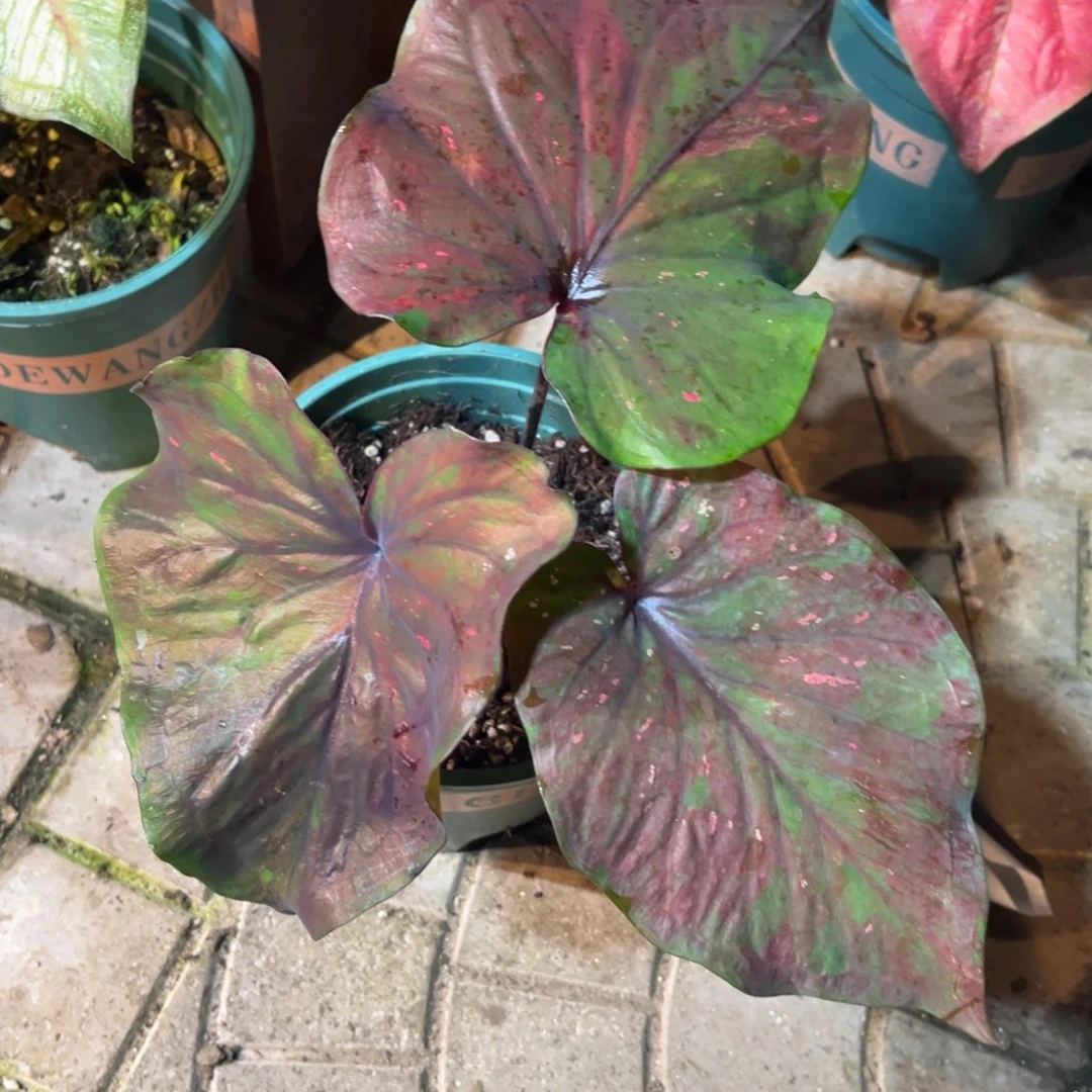 ****罗完全开放4049泰彩