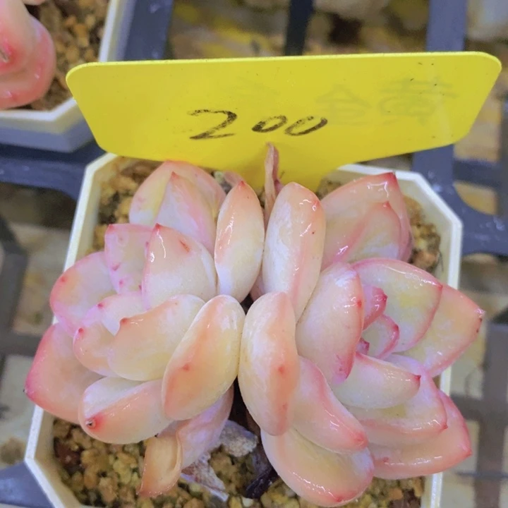 开心多肉植物多肉