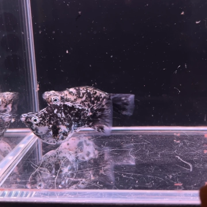 孔雀鱼奶牛马丽球孕母2条