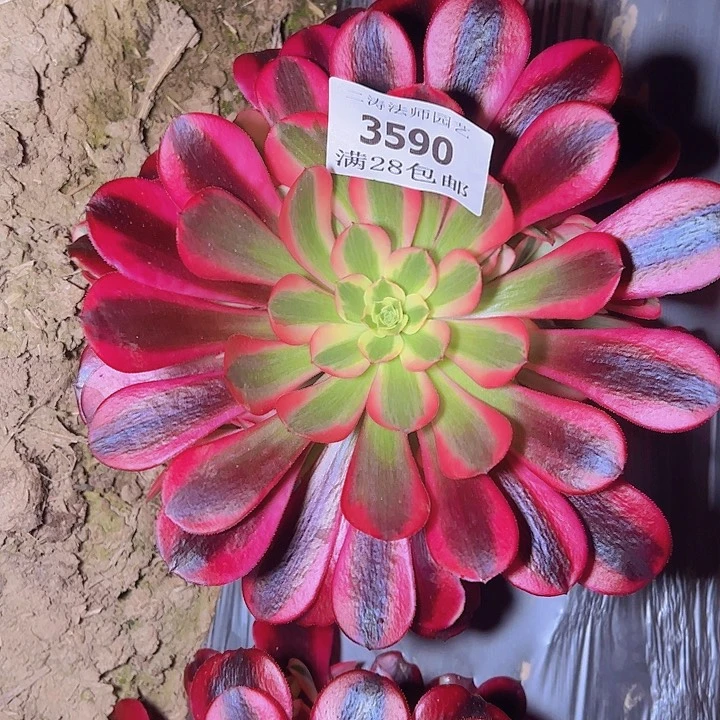 3590黑金美杜莎多肉植物2号