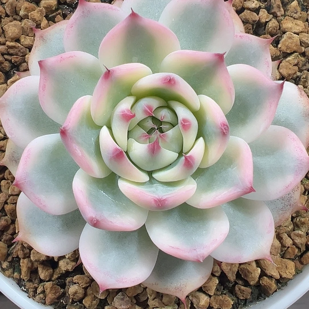 吉娃娃锦多肉植物