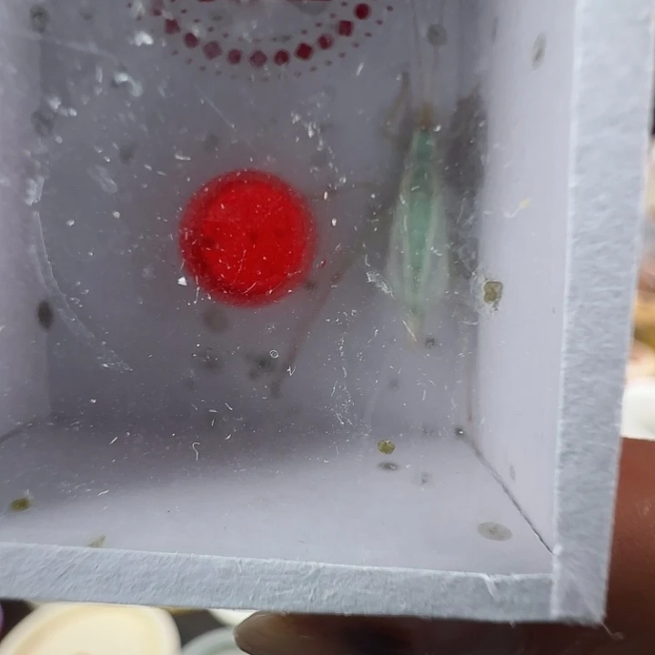 蟋蟀蓝竹蛉一只………………