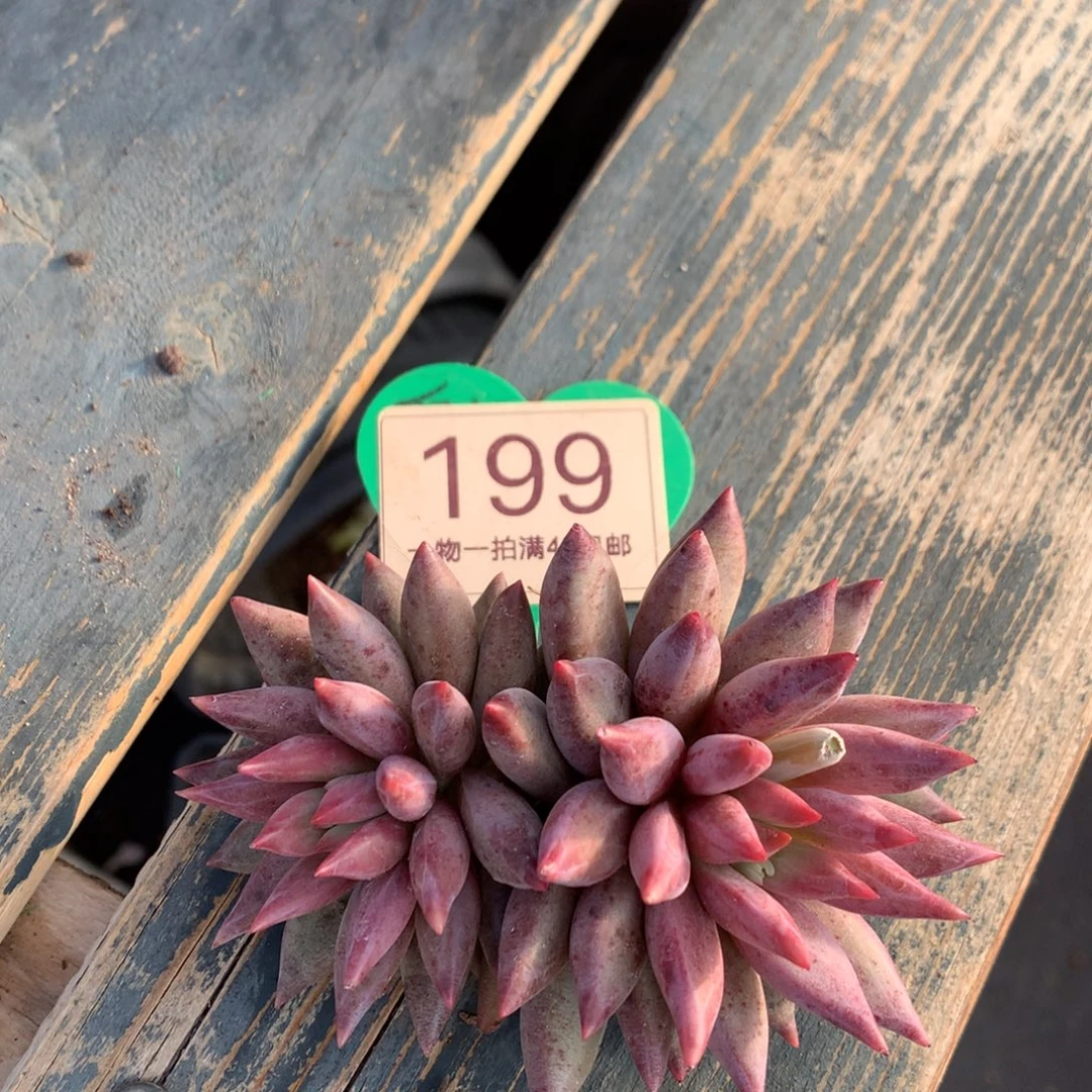 虞美人羽毛纹双头199